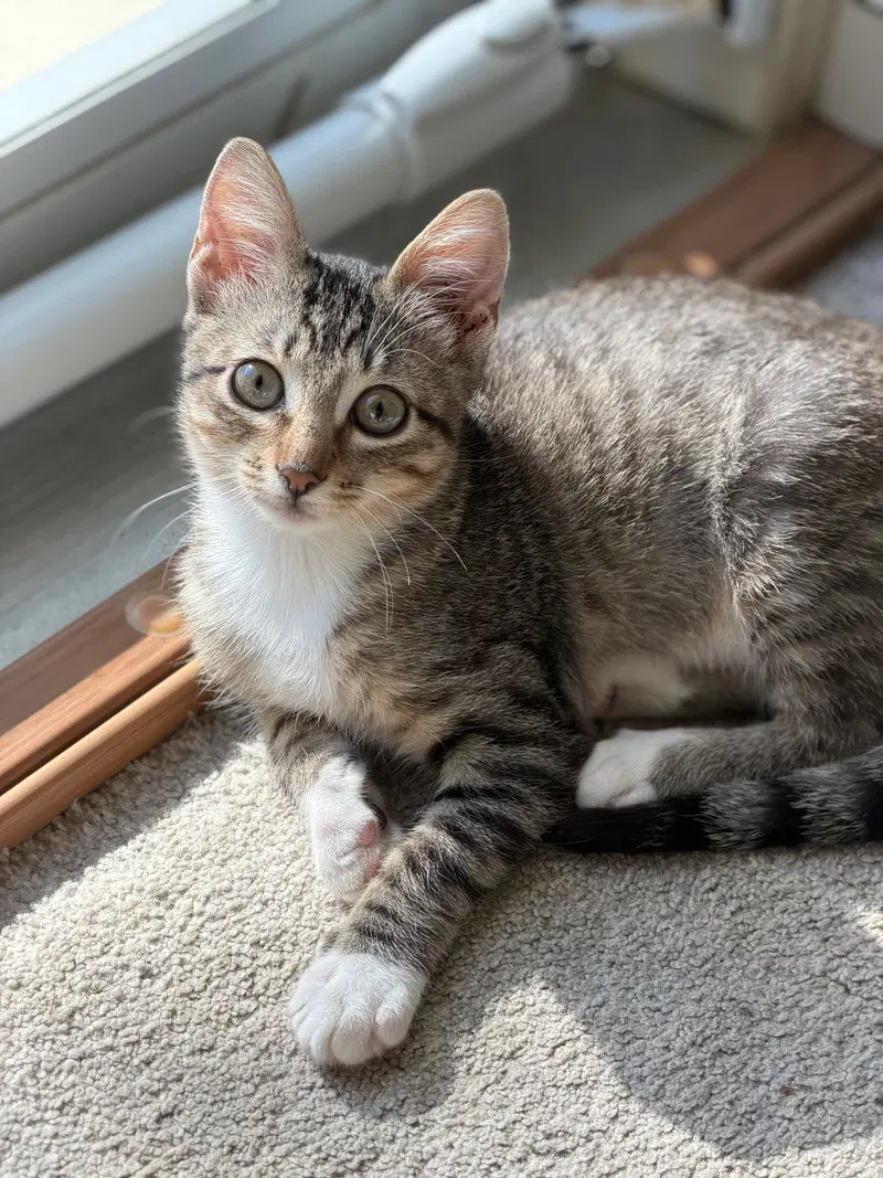 Spritz, a female cat up for adoption