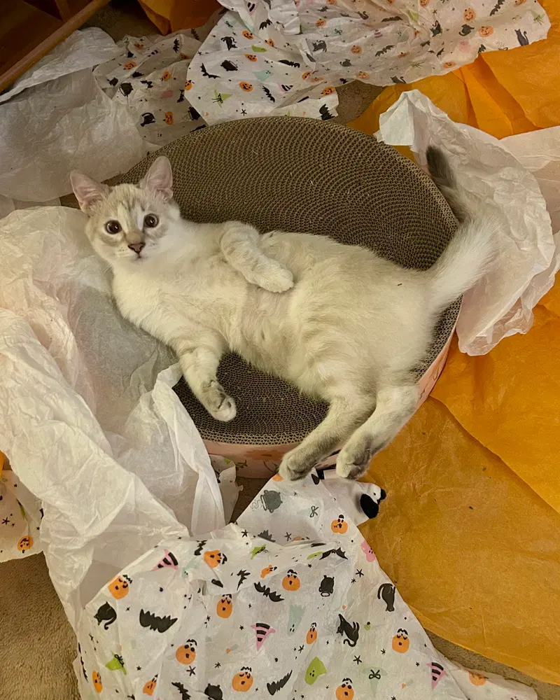 Sailor, a female Siamese kitten up for adoption