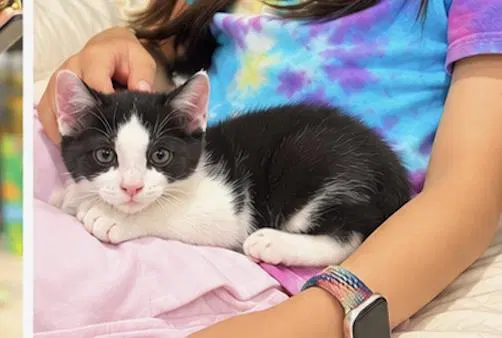 Freya, a female kitten up for adoption