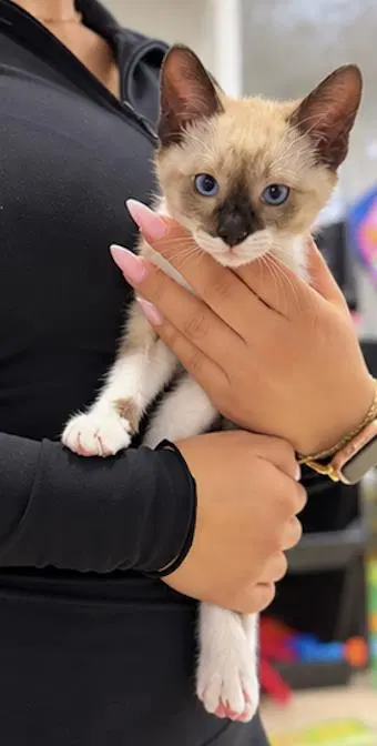 Oracle, a female Siamese kitten up for adoption