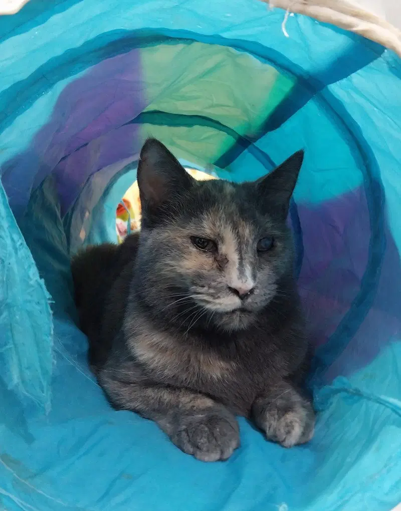 Neptune IN FOSTER, an adult female cat up for adoption
