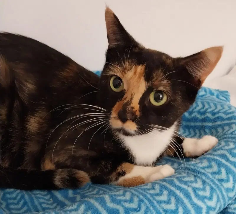 Dollyann IN FOSTER, a young female cat up for adoption