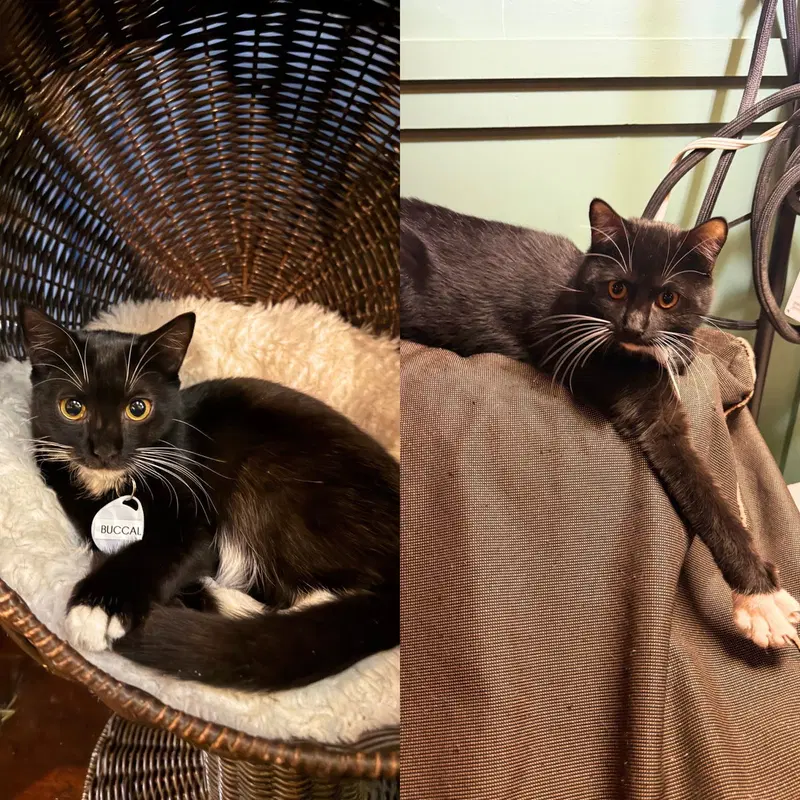 Buccal & Maxilla, young cats up for adoption