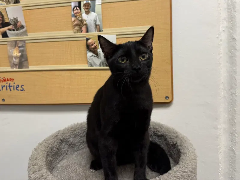 Ciabatta, a male kitten up for adoption