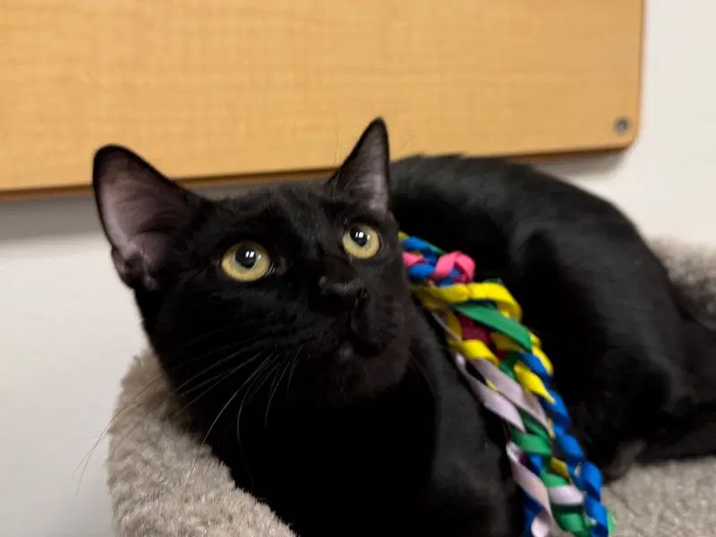 Baguette, a male kitten up for adoption