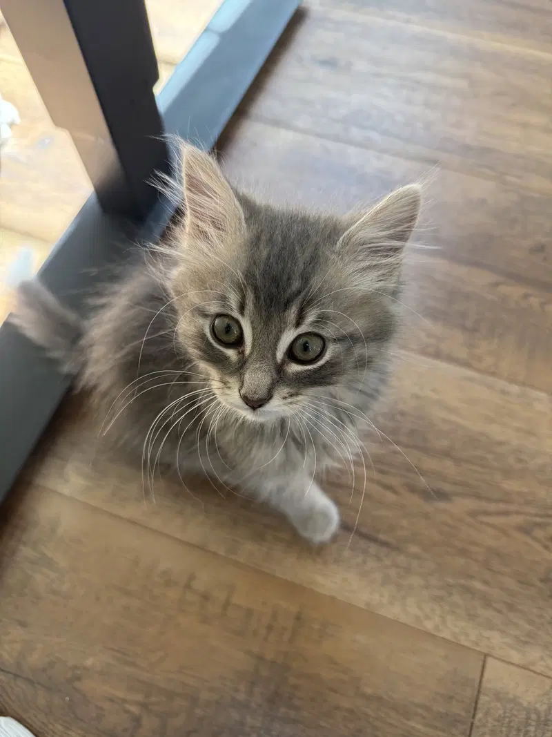 Scout DM, a male kitten up for adoption