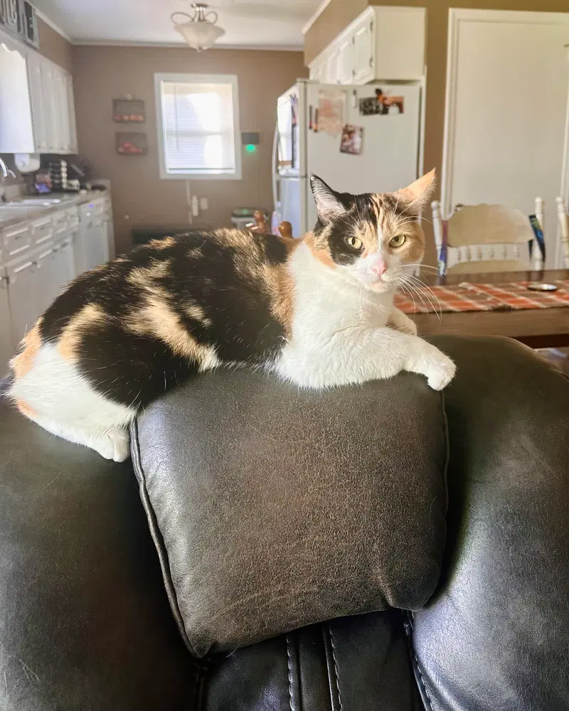 Pom Pom, an adult female cat up for adoption