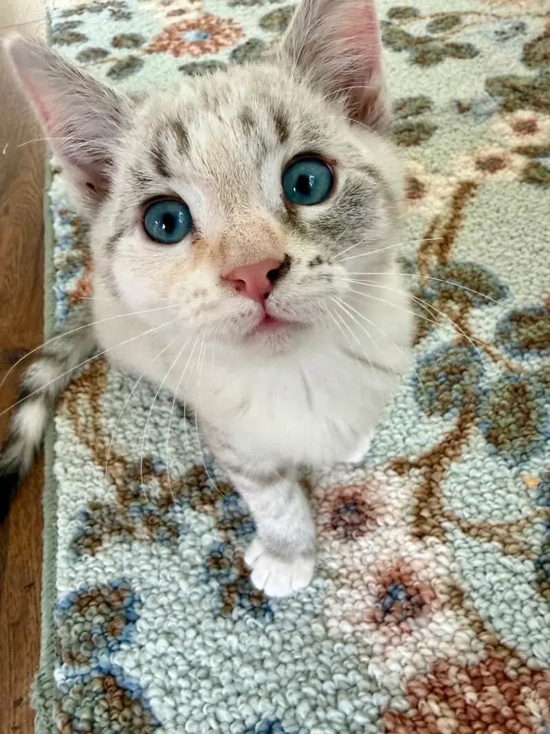 Birdie DM, a female Siamese kitten up for adoption