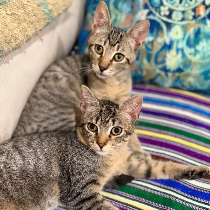 Entrechat & Lenore, male kittens up for adoption