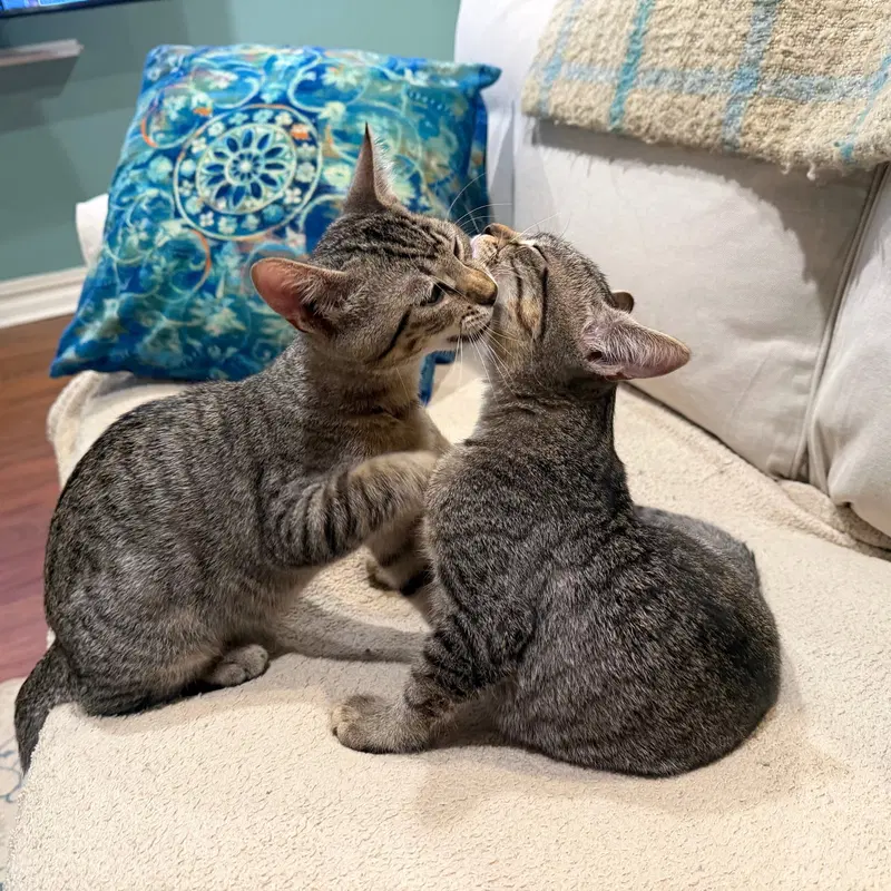 Entrechat & Lenore, photo 4