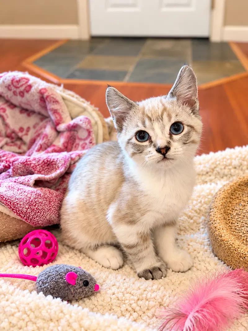 Gibbs Napa, a male Siamese kitten up for adoption