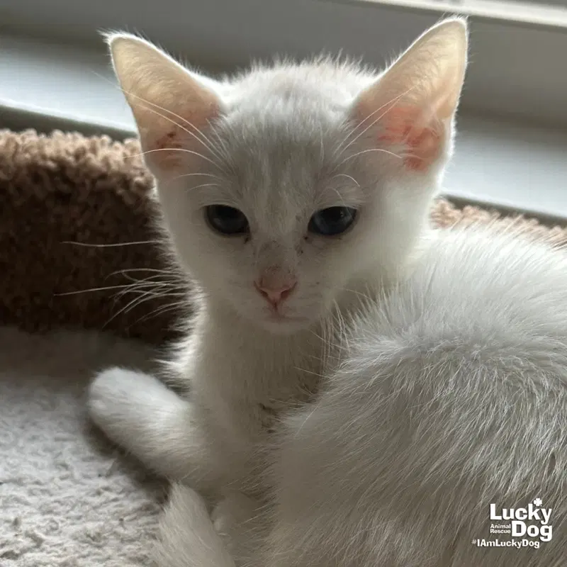 Casper, a male kitten up for adoption