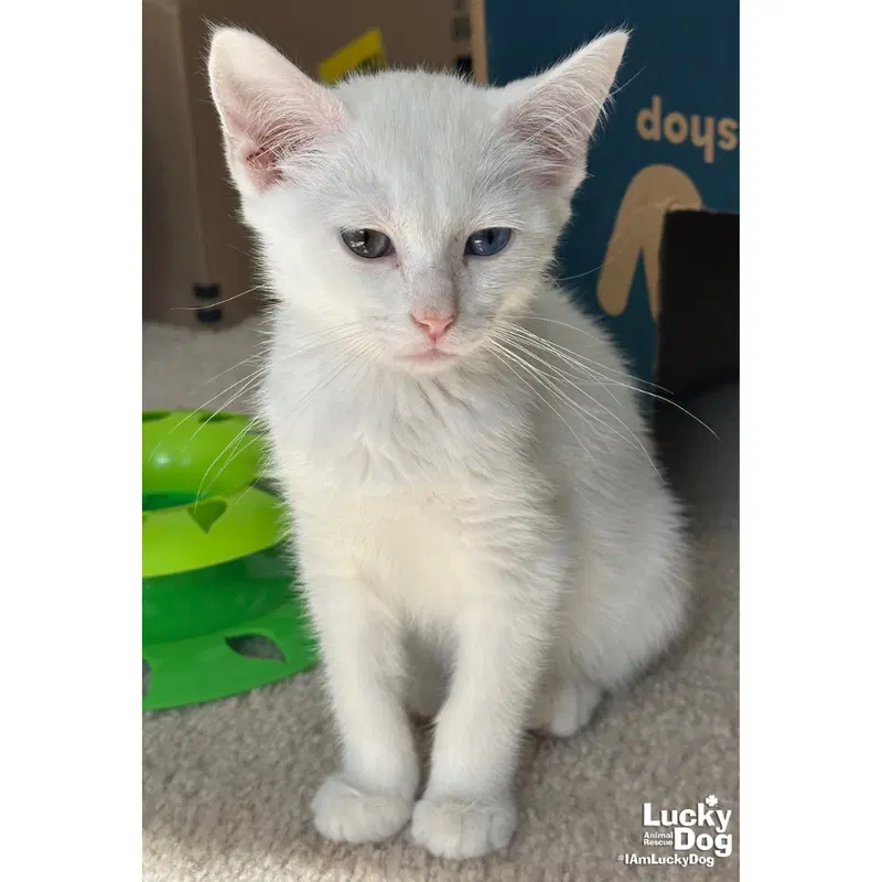 Casper, photo 4