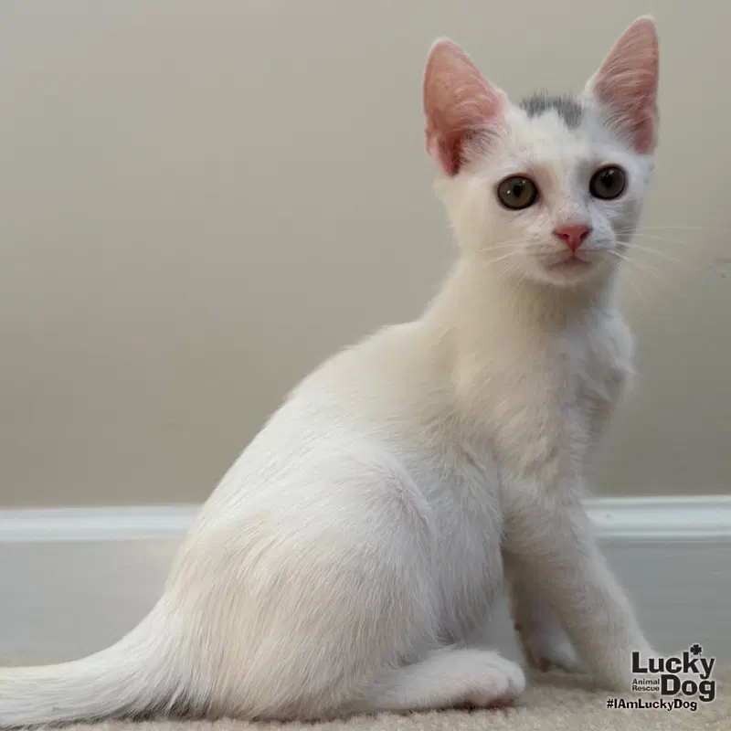 Cotton, a female kitten up for adoption