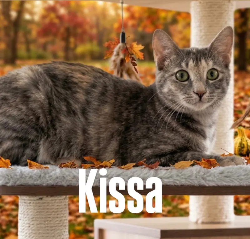 Kissa, a young female cat up for adoption
