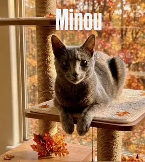 Minou, a young female cat up for adoption