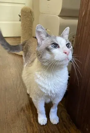 Polly, a senior female cat up for adoption