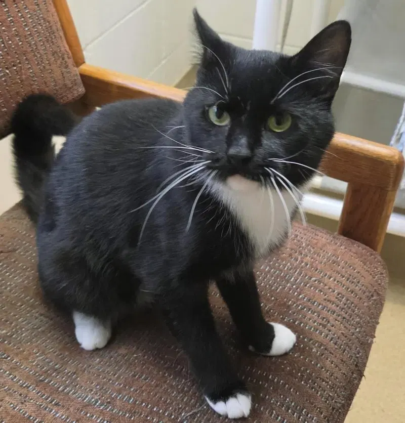 Marv, an adult male cat up for adoption