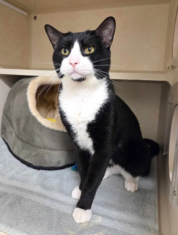 Ruby Tuesday, an adult male cat up for adoption