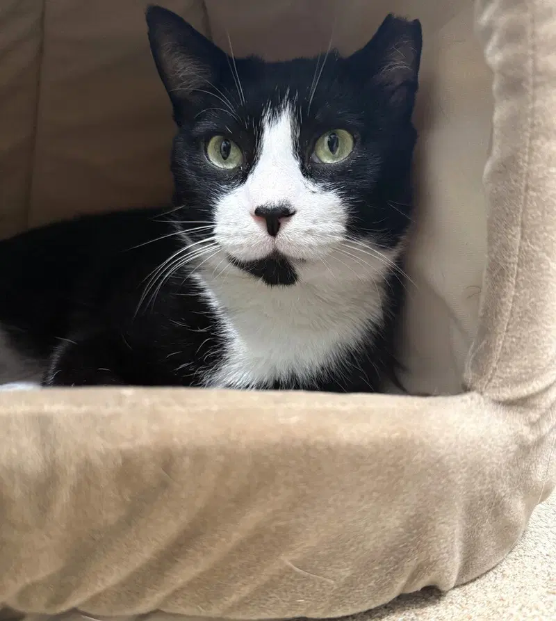 Cats Domino, an adult male cat up for adoption