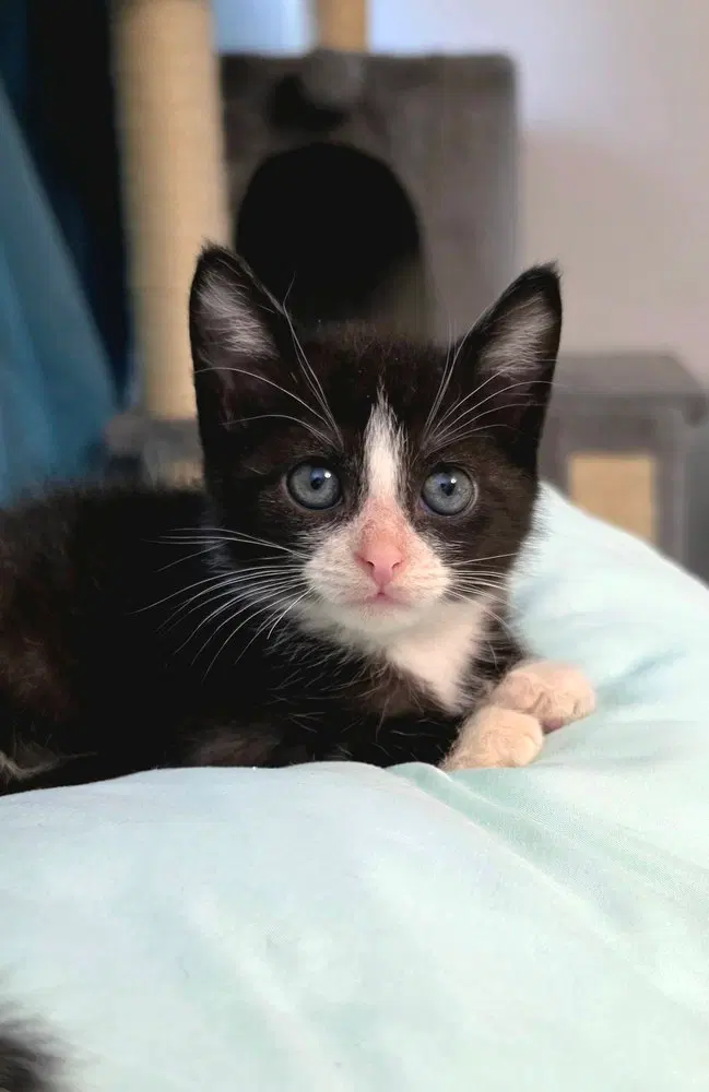 Lord Tuxedo, a male kitten up for adoption