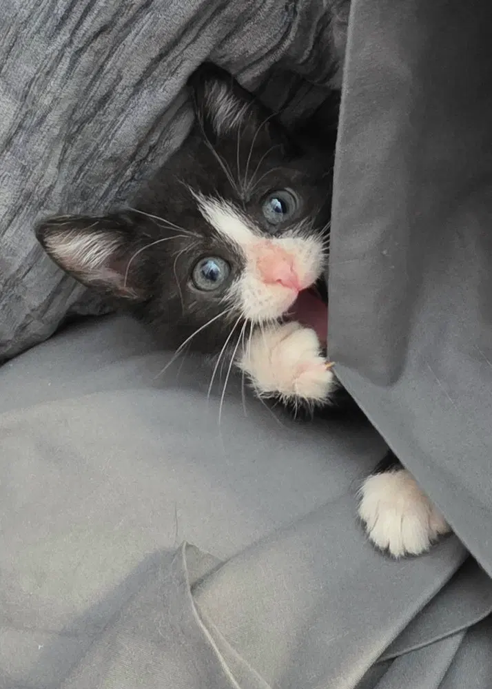 Lord Tuxedo, photo 2