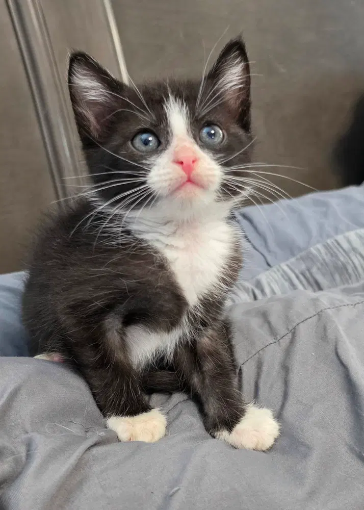Lord Tuxedo, photo 3