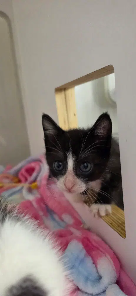 Lord Tuxedo, photo 4