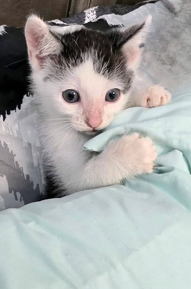 Mr Purrfect, a male kitten up for adoption
