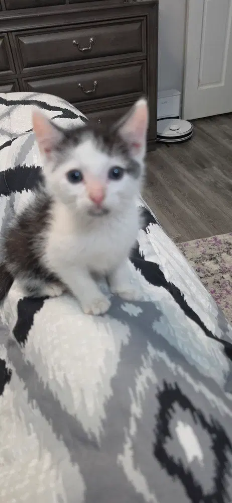 Mr Purrfect, photo 2