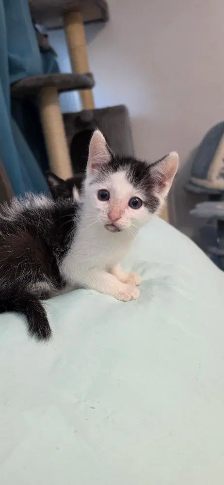 Mr Purrfect, photo 3