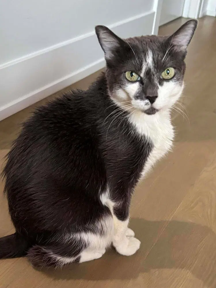 Peggy, an adult female cat up for adoption