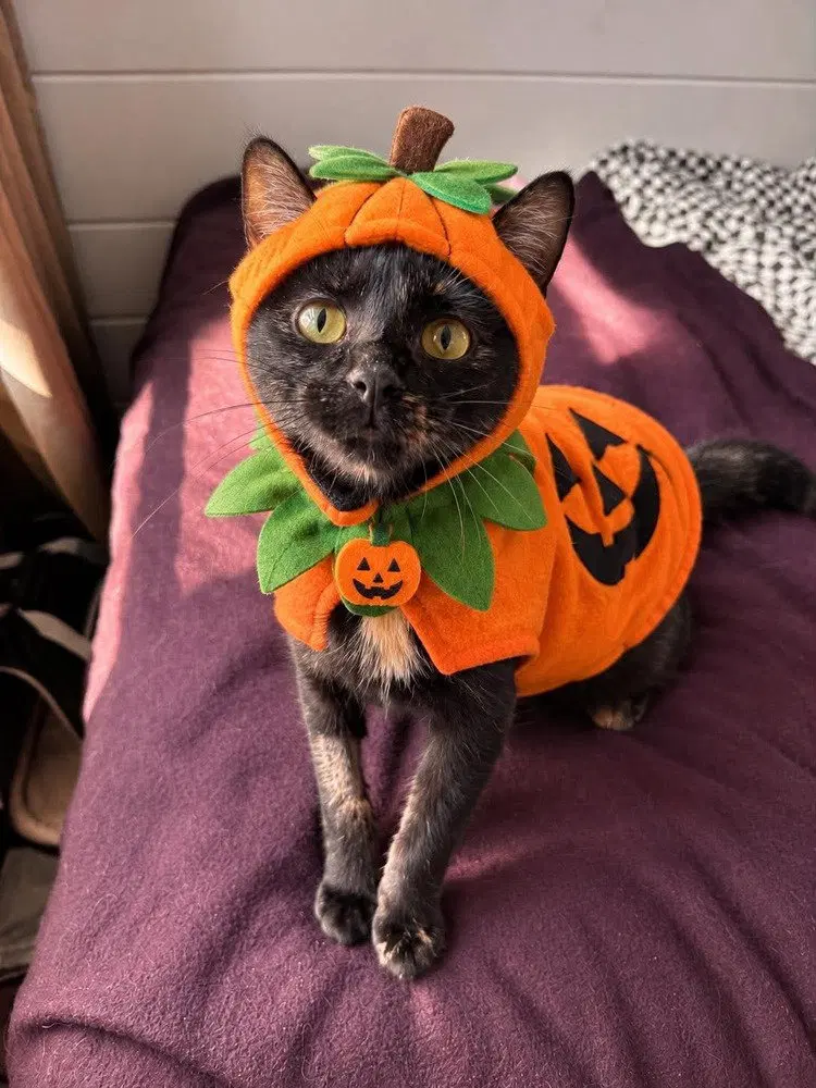 Nova, a young female cat up for adoption