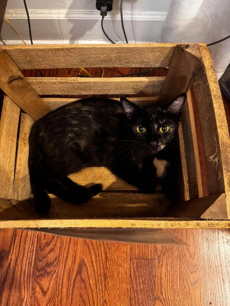 Nova, photo 3