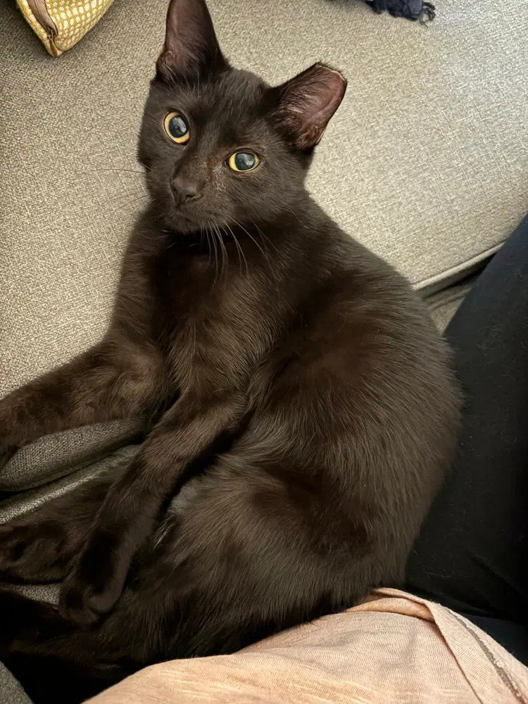 Galaxy, a male kitten up for adoption