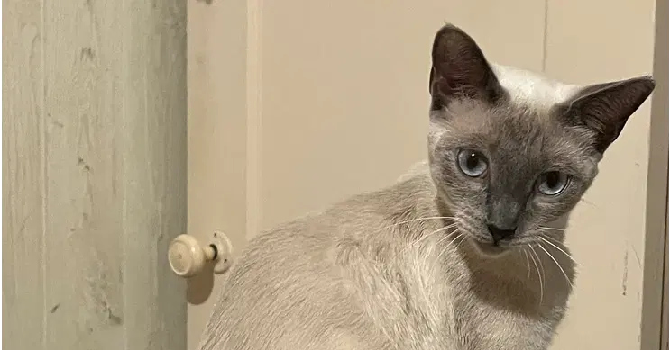 Amira, a young female Siamese cat up for adoption