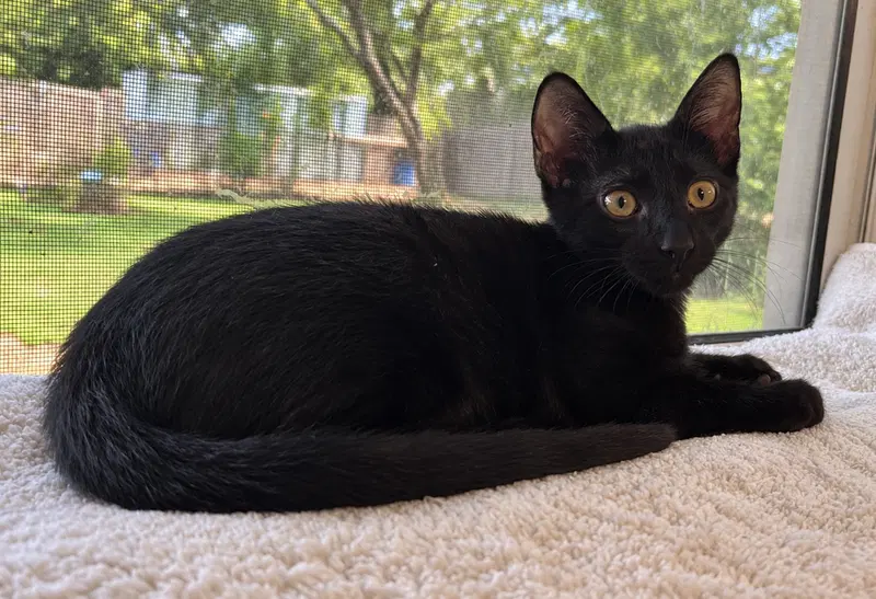 Ellis, a male kitten up for adoption