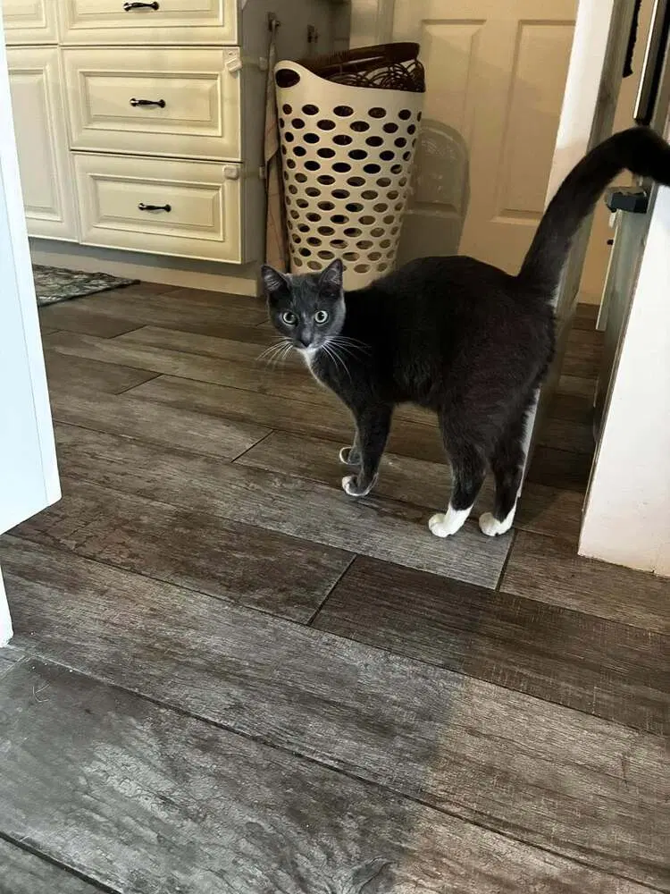 Brother, an adult male cat up for adoption
