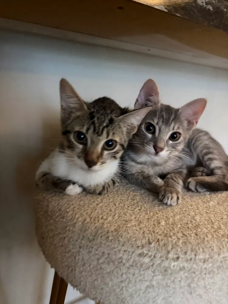 Oreo & Smokey, female kittens up for adoption