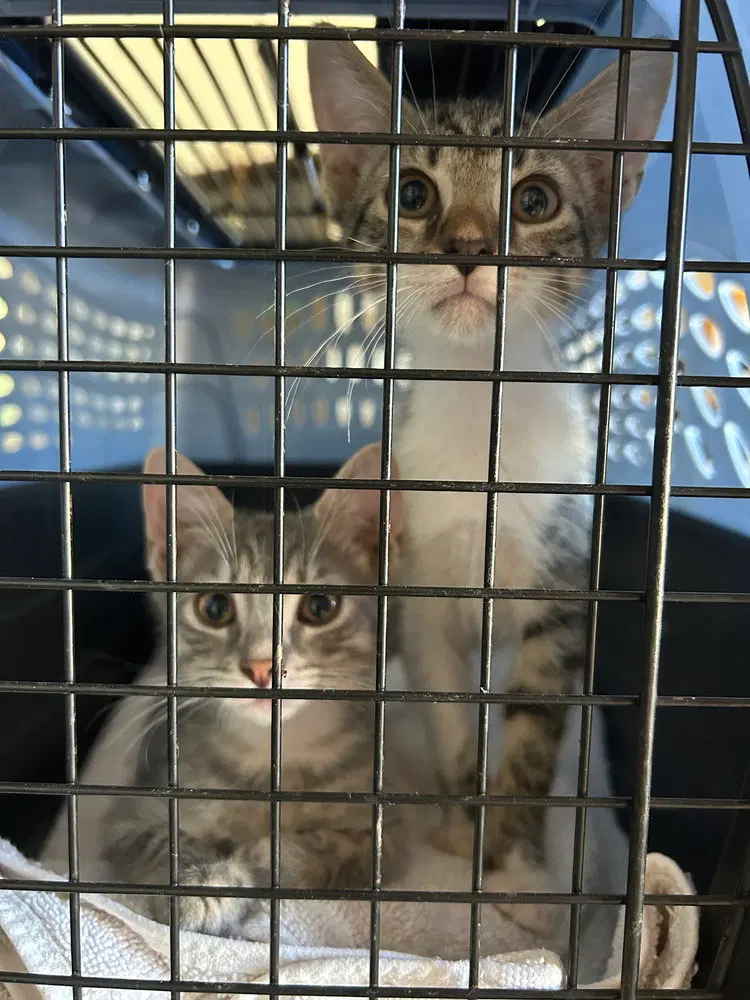 Oreo & Smokey, photo 2