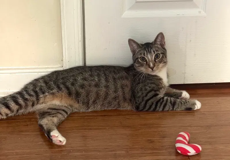 Ceril, a male kitten up for adoption