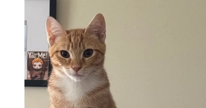 Orville, a male kitten up for adoption