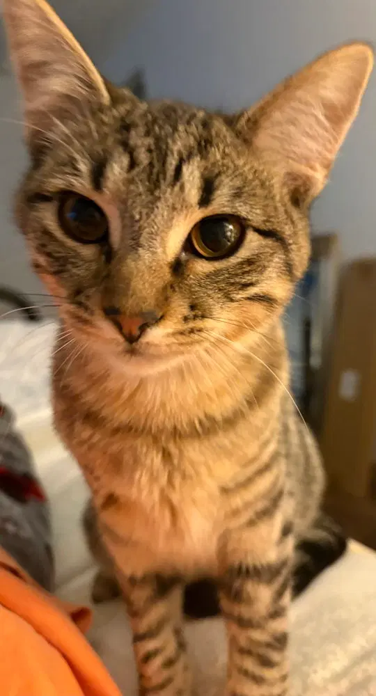 Frost, a male kitten up for adoption