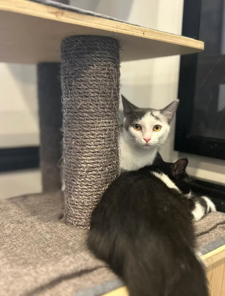 Potter, a female kitten up for adoption