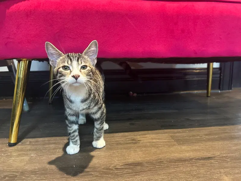 Wynken, a female kitten up for adoption