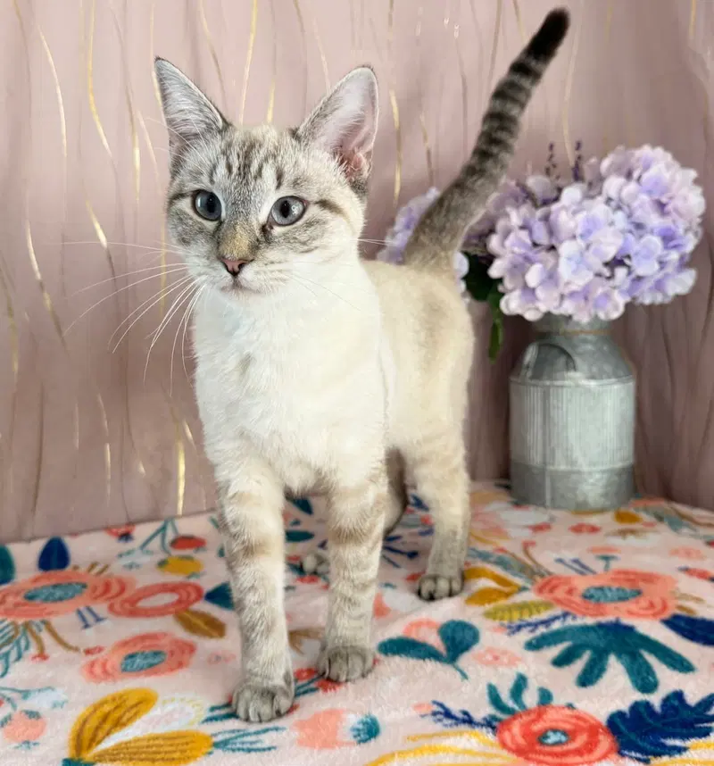 Betty Rose, a female Siamese kitten up for adoption