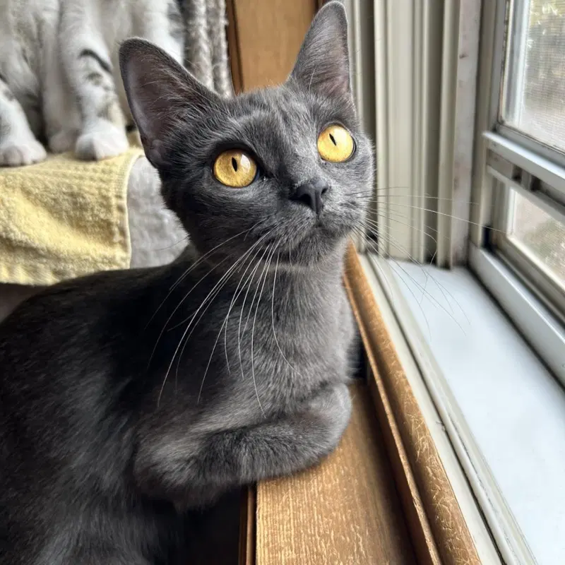 Peeper, an adult female cat up for adoption