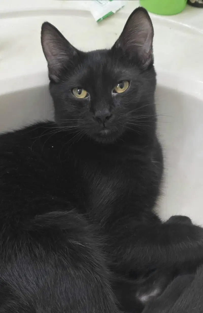 Goumi Berri, a male kitten up for adoption