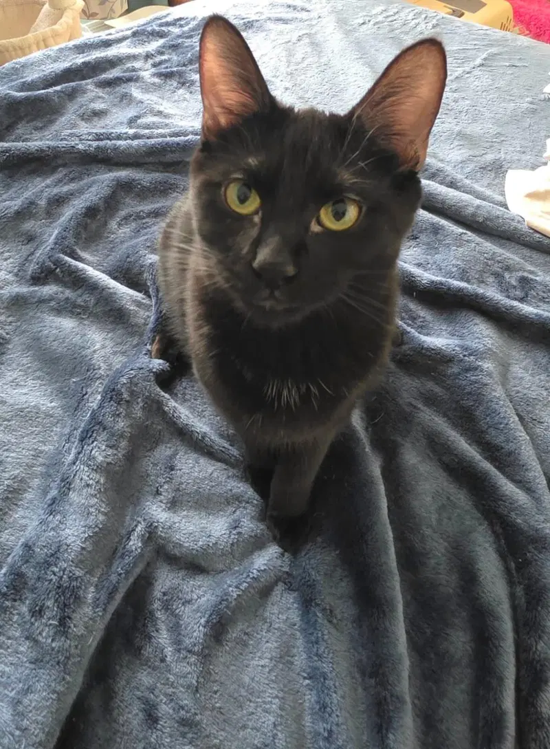 Guava Berri, a female kitten up for adoption