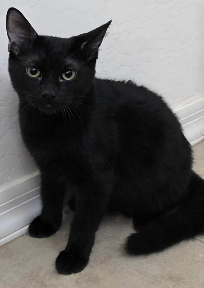 Sifuri Nambari, a male kitten up for adoption